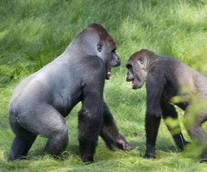 yapboz Dört ayak üzerinde yürüyen iki genç goriller
